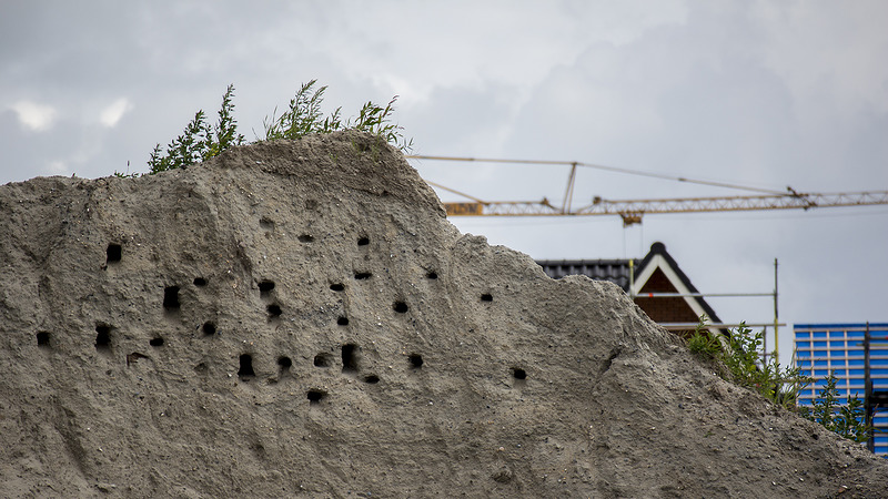 Oeverzwaluwen nestelen liever in zandhoop dan in speciaal voor hen aangelegde wand