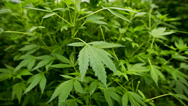 Hennepkwekerij geruimd in Broek op Langedijk