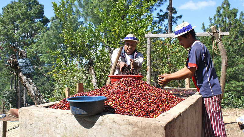 Fairtrade week in Alkmaar: Koffie voor een beter milieu