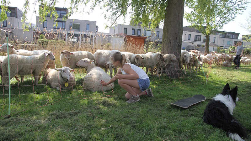 Schapen weer bezig met eerste maaironde met nieuwe schaapsherder