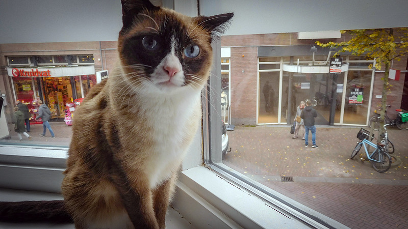 Eigenaresse vermiste kat Bidu looft 1000 euro uit 
