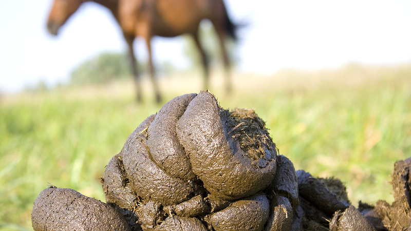 Fietsersbond over paardenpoep op fietspad: 