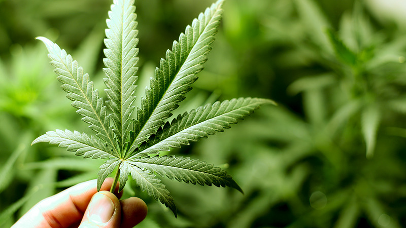 Politie ontmantelt grote en middelgrote wietplantage in De Rijp
