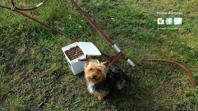 Hondje door eigenaar vastgebonden aan speeltoestel en achtergelaten