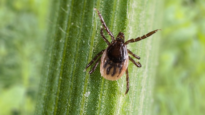 Lezing 'Teken en de ziekte van Lyme´bij Hortus Alkmaar