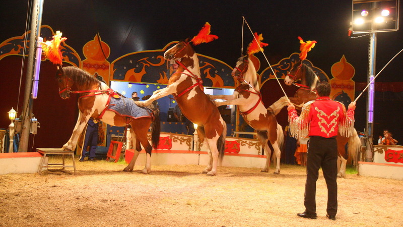 Circus Alberti strijkt neer in Noord-Scharwoude