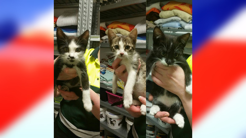 Drie kittens achtergelaten op parkeerplaats Broek op Langedijk