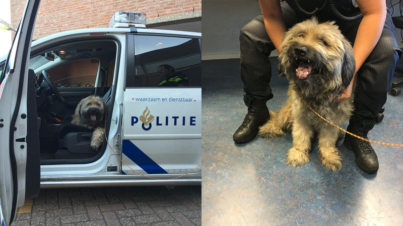 Rond wandelende hond weer herenigd met baasje