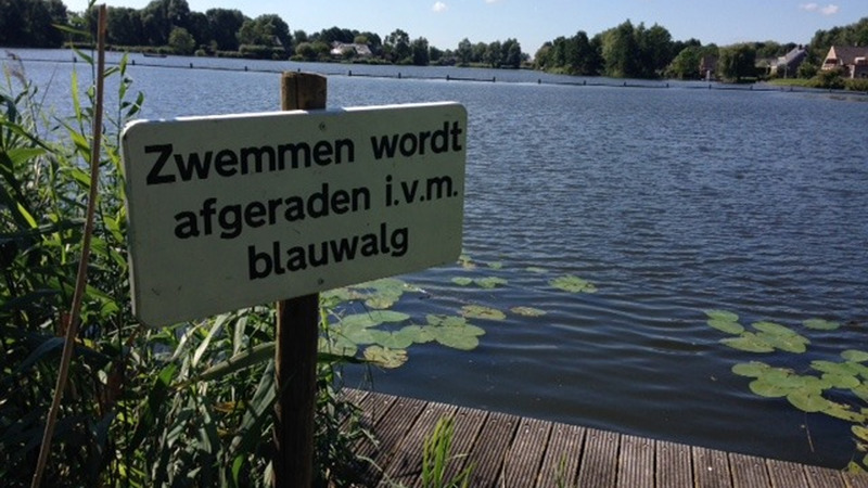 Negatief zwemadvies Noorderplas vanwege blauwalg