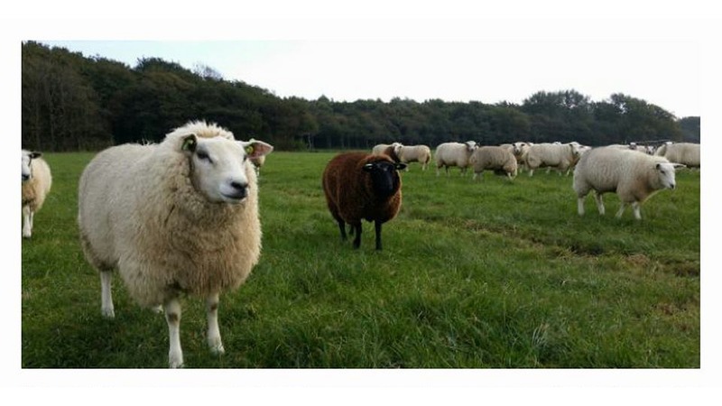 Motoragent op expeditie om Heilooër schaap te redden