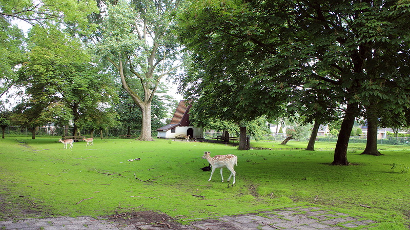 Voorzorgsmaatregelen hertenkamp en kinderboerderij in verband met vogelgriep