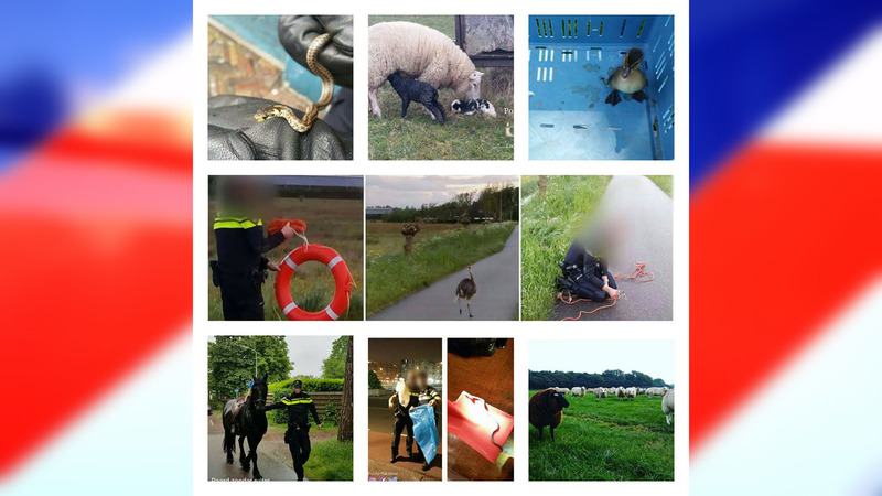 Politie Alkmaar ook paraat voor dieren in nood