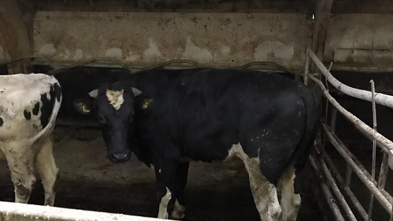 Politie 'live' dienst met hennep, een kluit, linke stier en visser te water