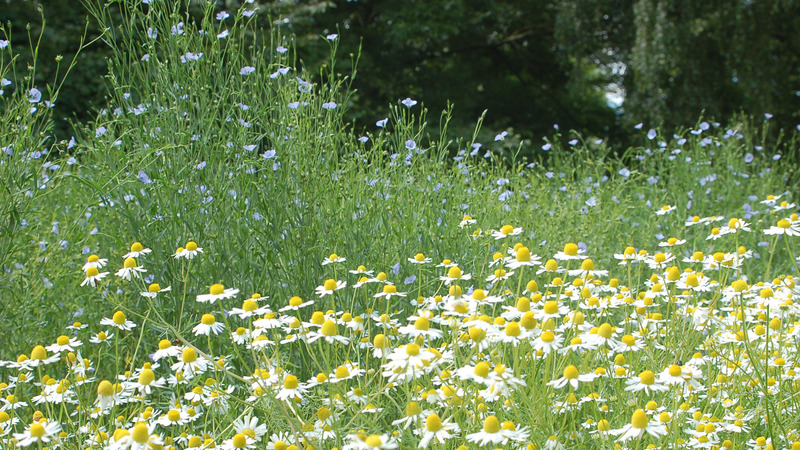 Kruidenworkshop 'Balans in maag en darmen' bij Hortus