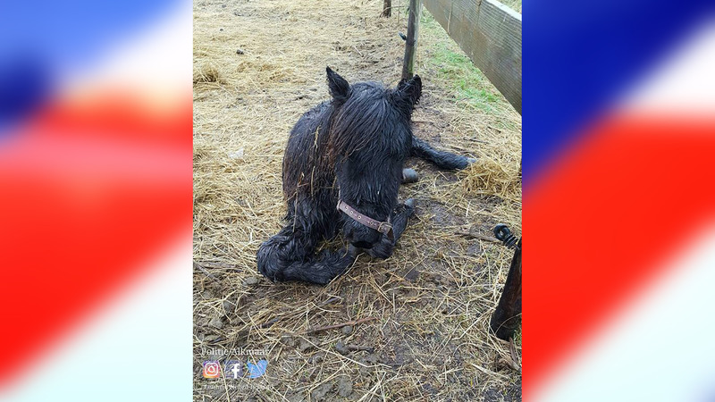 Zwaar verwaarloosde pony gered dankzij melding