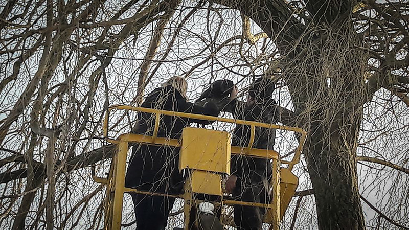 Kat Sjakie gered na dagenlang verblijf in boom Victoriepark