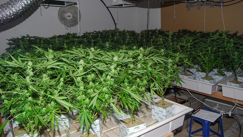  37 Alkmaarse wietplantages met diefstal van stroom ontdekt in 2016