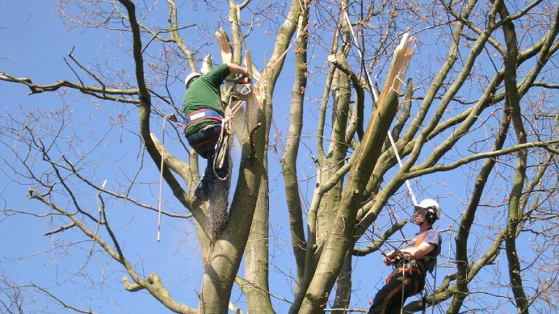 Gemeente Langedijk gaat natuurgetrouw snoeien