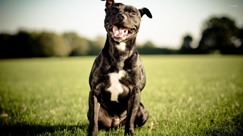 Staffordshire viel vier honden aan en verwondde baasje