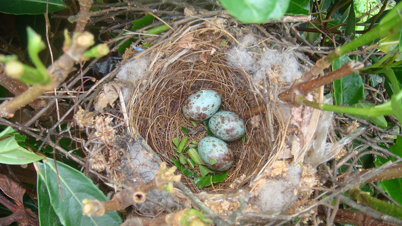 Themamiddag vogelnestjes bij Schaapskooi Bergen