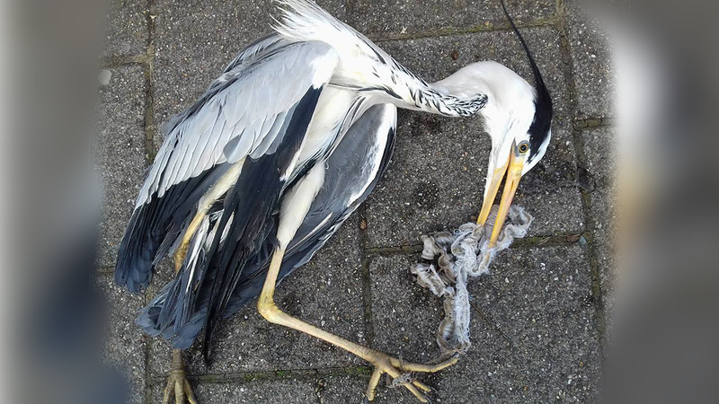 Dierenambulance toont gevaar zwerfafval met door elastiek verdronken reiger