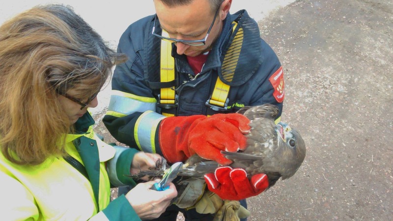 Massale reddingsactie voor in visdraad verstrikte buizerd op Geestmerambacht