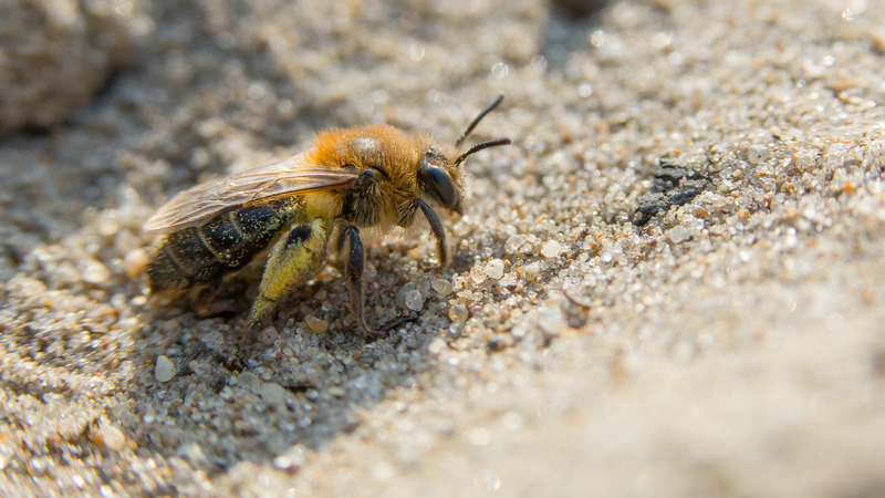 Bijendag op 30 april bij Schaapskooi Bergen