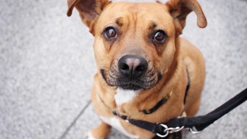 Hond wordt ziek van drugs, opgegeten in het Diepsmeerpark