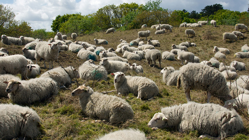 Dauwtrappen en ontbijten tussen de schapen