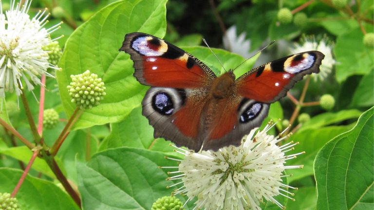 Vlinders kijken in de duinen rond de Schaapskooi ?