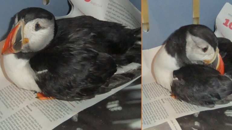 Zeldzame papegaaiduiker strandt bij Egmond aan Zee