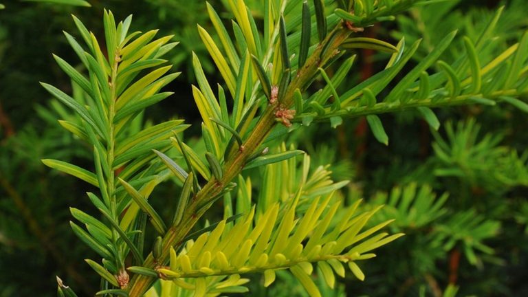 Actie “Snoeihard tegen kanker”; lever Taxus afval in bij gemeente