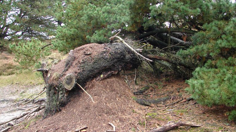 Gidswandeling in de boszoom van de duinen ?