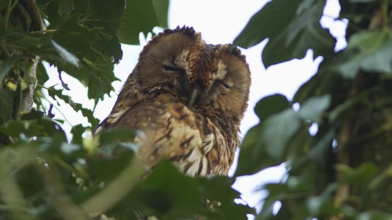 Uilenmiddag in de Schaapskooi van Bergen ?