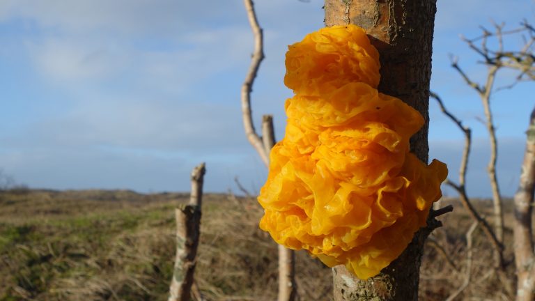 Winterse wandeling met IVN-gids door Bergense duinen ?