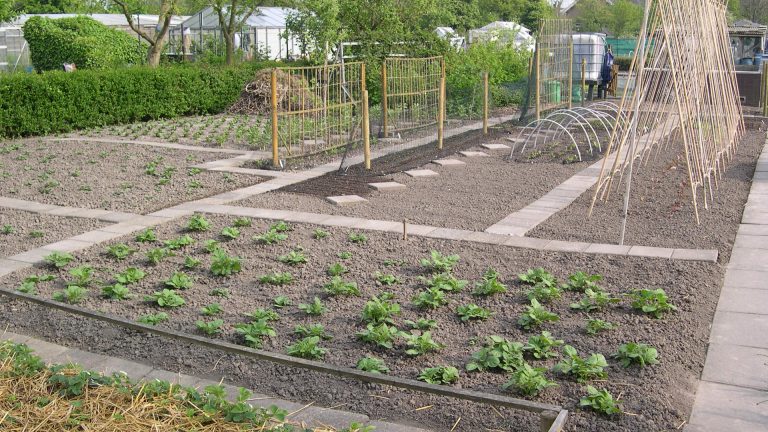 Volkstuindersvereniging Langedijk houdt moestuincursus voor beginners