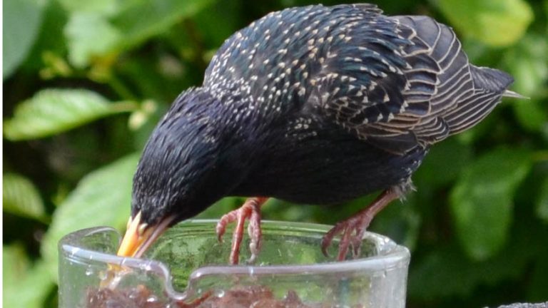 Help vogels de winter door tijdens themamiddag in de Schaapskooi ?