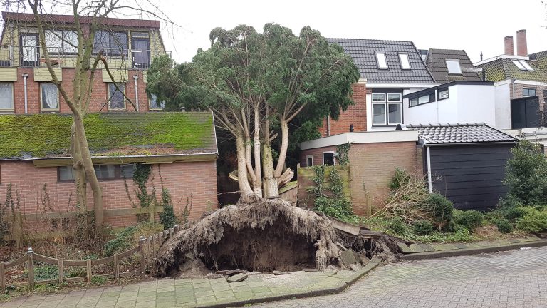 Boom belandt in achtertuin door storm