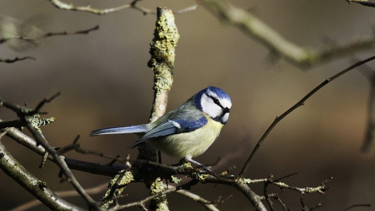 Handen uit de mouwen tijdens workshop ‘Voedselbos in de praktijk’ ?