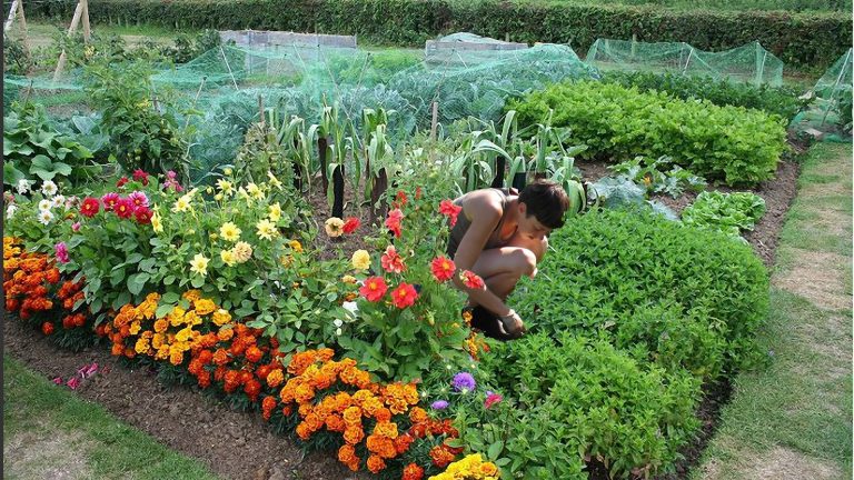 Volkstuinproject Vitaminima “geweldige ervaring” voor mensen met uitkering