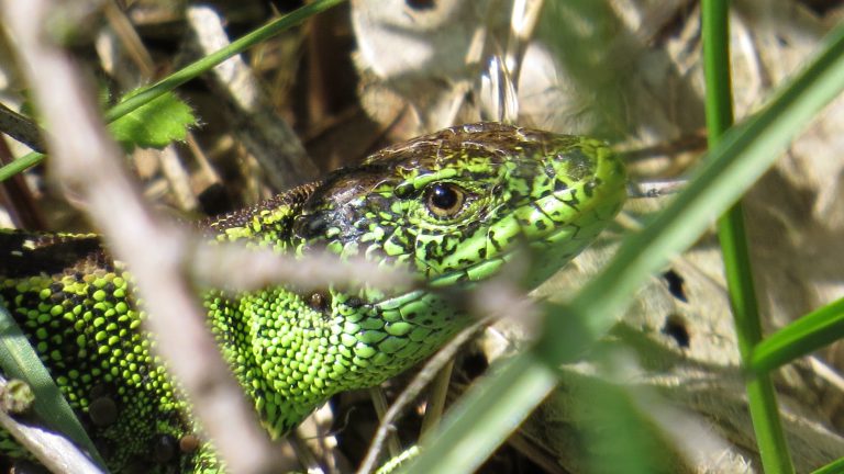 Voorjaarswandeling door Noord-Hollands Duinreservaat ?