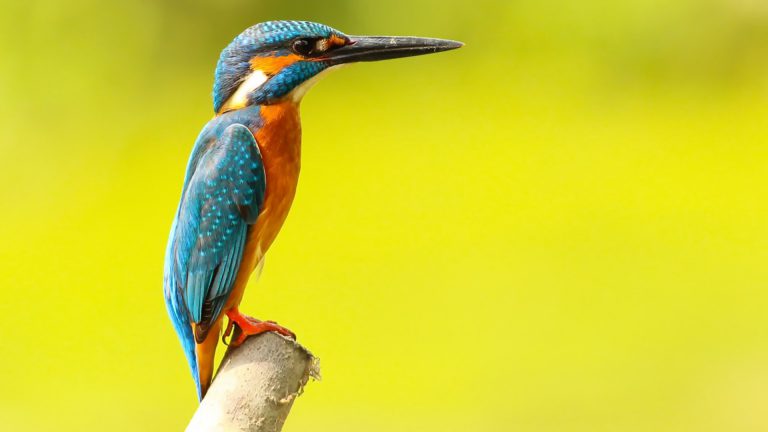 Vogelmiddag in Schaapskooi Bergen ?