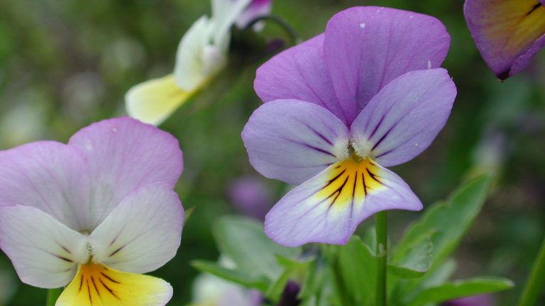 Eetbare bloemen proeven bij Hortus Alkmaar ?