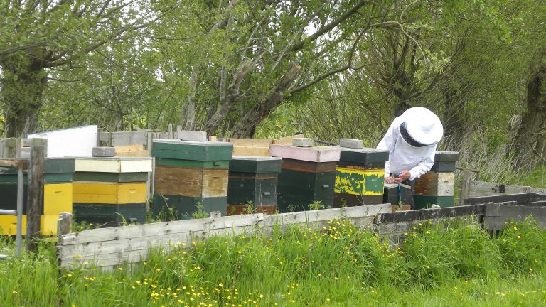 25-jarig bestaan vieren op Bijendag bij Hortus Alkmaar ?