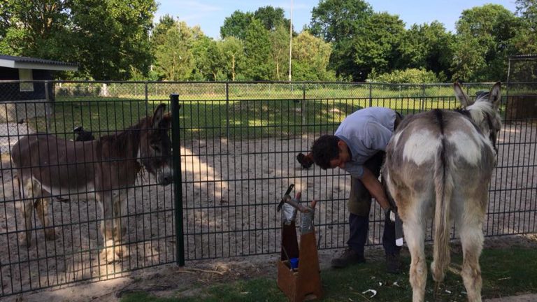 Aanzienlijke schade bij inbraak in De Beestenboel