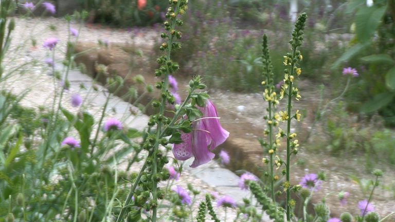 Reddingsactie voor Hortus Alkmaar: “Dit unieke stukje natuur moet behouden blijven”