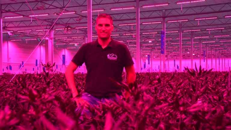 Grote kas in De Noord kleurt paars door duurzame verlichting