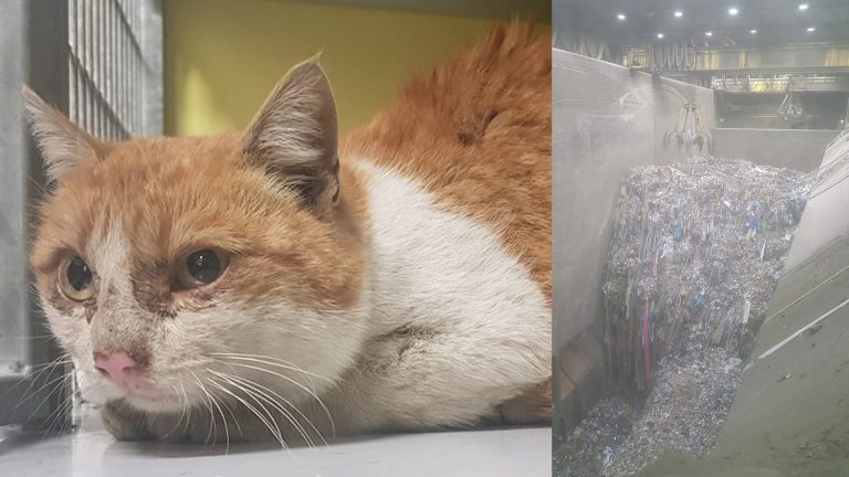 Tossie nog wel erg bang na redding uit diepe vuilbunker HVC