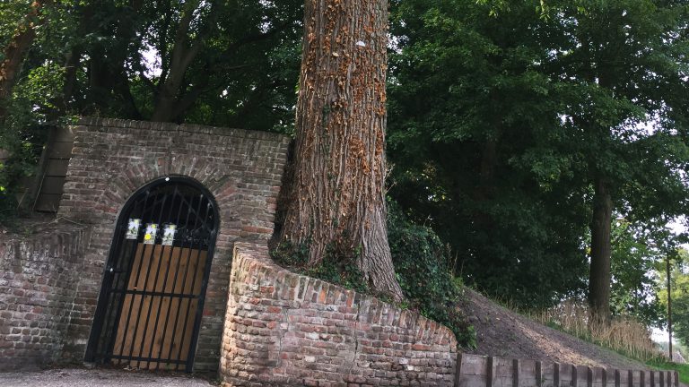 Iep op Bolwerk moet weg vanwege schade aan monument en ziekte
