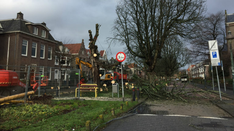 Kastanjebomen in Nassaulaan worden gekapt, nieuwe boompjes worden geplant